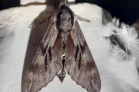 Hyloicus pinastri