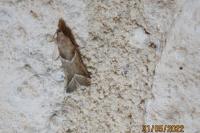 Nyctegretis lineana