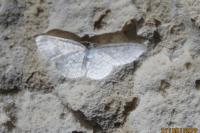 Asthena albulata