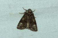 Craniophora ligustri