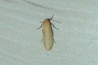 Wittia sororcula