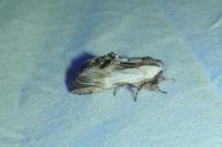 Harpyia milhauseri