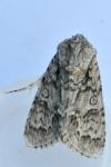 Acronicta auricoma
