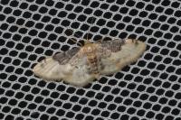 Idaea filicata