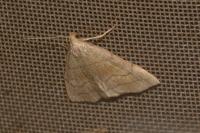 Herminia tarsicrinalis