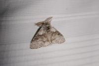 Calliteara pudibunda