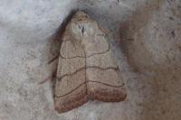 Charanyca trigrammica