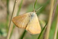 Lythria purpuraria