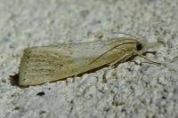 Chilo suppressalis