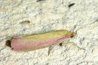 Oncocera semirubella