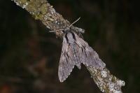 Hyloicus pinastri