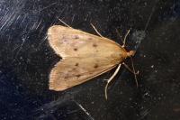 Achyra nudalis