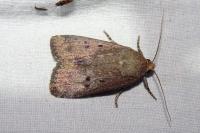 Amphipyra tragopoginis