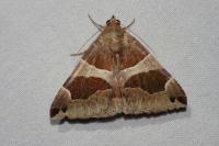 Dysgonia algira
