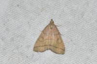 Herminia tarsipennalis