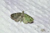 Pasiphila rectangulata