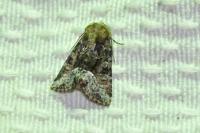 Oligia strigilis/versicolor