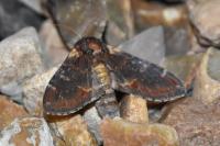 Notodonta dromedarius