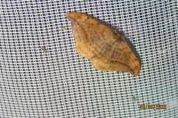 Drepana curvatula