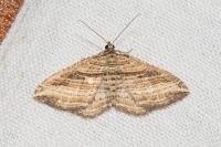 Costaconvexa polygrammata