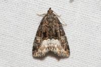 Deltote pygarga