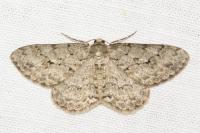 Ectropis crepuscularia