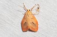 Miltochrista miniata