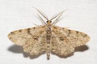 Peribatodes rhomboidaria rhomboidaria