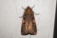 Xestia c-nigrum