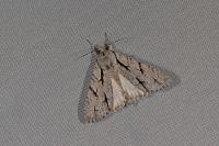 Acronicta psi/tridens