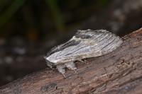 Harpyia milhauseri