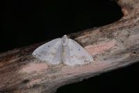 Lomographa temerata