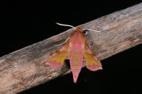 Deilephila porcellus