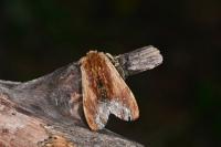 Ptilodon cucullina