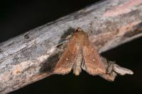 Mythimna albipuncta