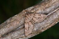 Epilobophora sabinata