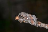 Dendrolimus pini pini