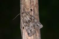 Pachetra sagittigera
