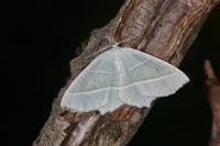 Campaea margaritaria