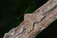 Odontopera bidentata