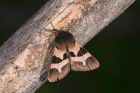 Watsonarctia deserta