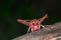Deilephila porcellus