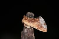 Ptilodon cucullina