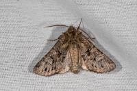 Pachetra sagittigera
