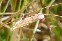 Oncocera semirubella
