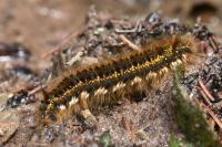 Euthrix potatoria