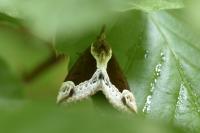 Hypena crassalis