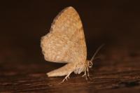 Euchoeca nebulata