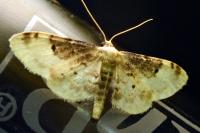 Idaea filicata