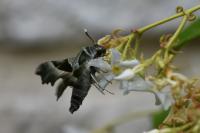 Proserpinus proserpina